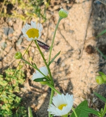 Erigeron strigosus