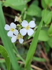 Arabidopsis