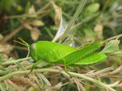 Anacridium aegyptium