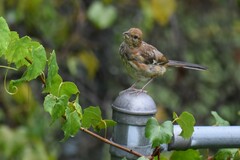 Pipilo erythrophthalmus