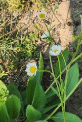Erigeron strigosus