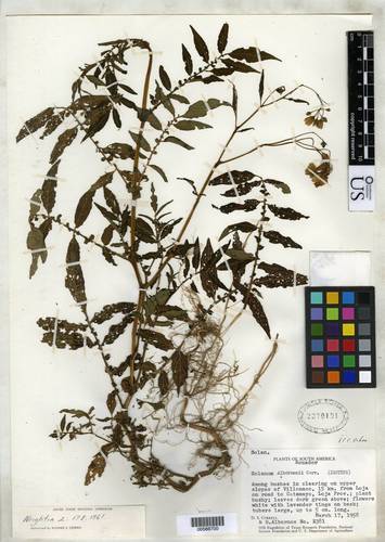 Solanum albornozii