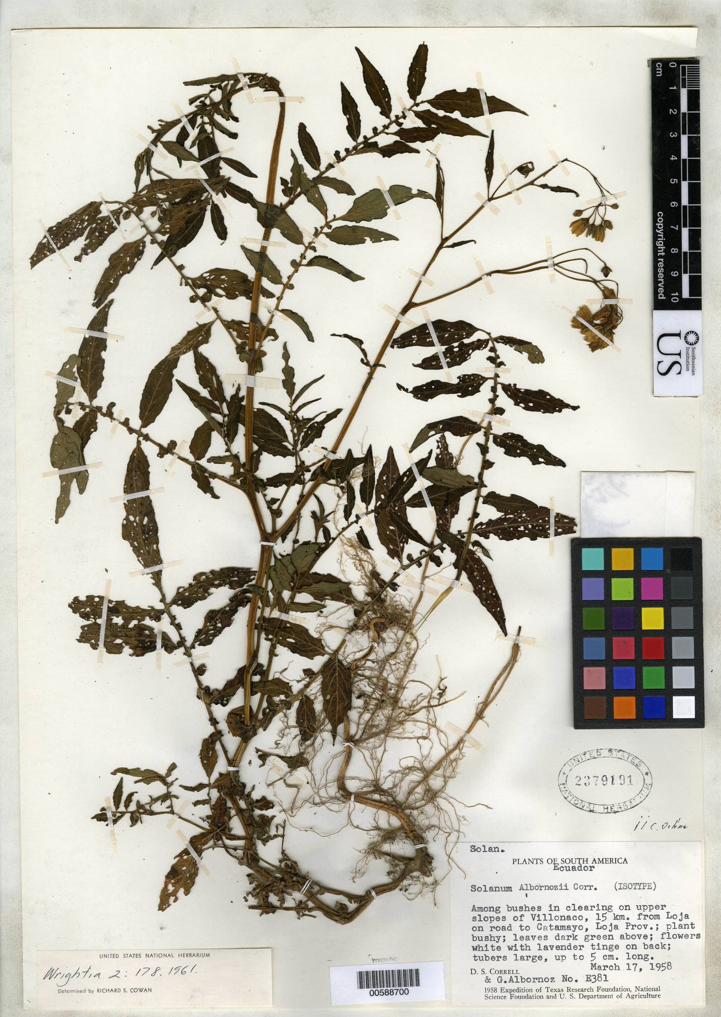 Solanum albornozii