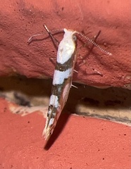 Argyresthia