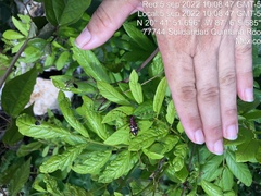 Dendrobias mandibularis