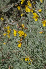 Calobota