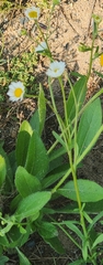 Erigeron strigosus