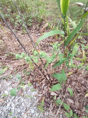 Symphyotrichum anomalum