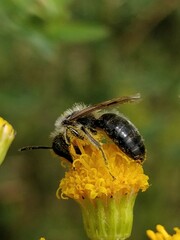 Andrena