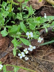 Arabidopsis