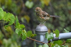 Pipilo erythrophthalmus