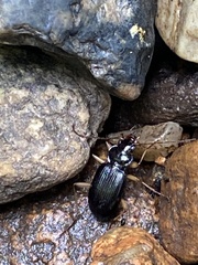 Nebria lacustris