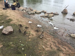 Chroicocephalus ridibundus