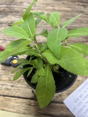 Vernonia missurica