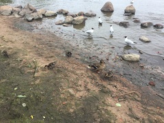 Chroicocephalus ridibundus