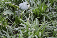 Angiospermae