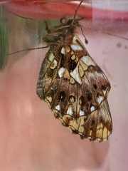 Boloria dia