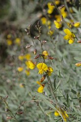Calobota
