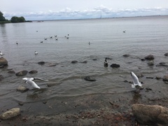 Chroicocephalus ridibundus