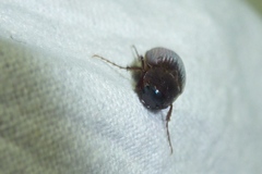 Maladera holosericea