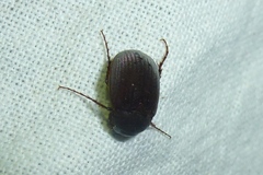 Maladera holosericea