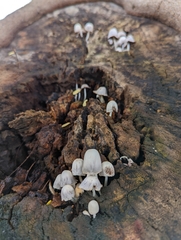 Coprinopsis