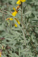 Calobota