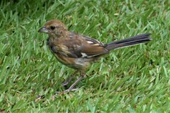 Pipilo erythrophthalmus