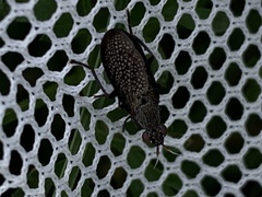 Coremacera marginata