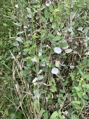 Convolvulus arvensis