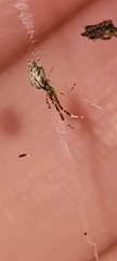Uloboridae