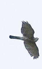 Accipiter badius