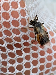 Ripiphorus subdipterus
