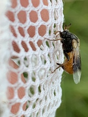 Ripiphorus subdipterus