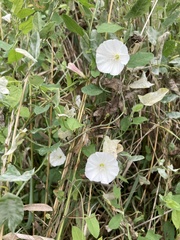 Convolvulus arvensis