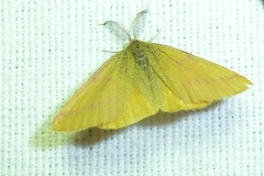 Lythria purpuraria