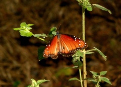 Danaus eresimus montezuma