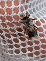 Ripiphorus subdipterus
