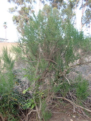 Baccharis pilularis