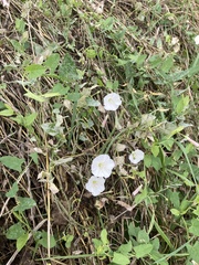 Convolvulus arvensis