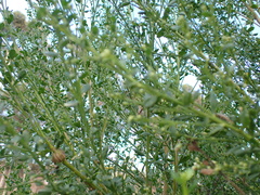 Baccharis pilularis
