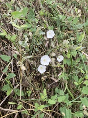 Convolvulus arvensis