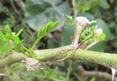 Cephalotelium macowanianum