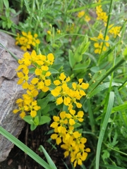 Aspicarpa hirtella