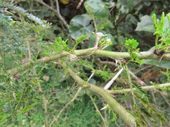 Cephalotelium macowanianum