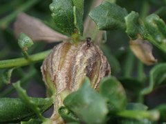 Baccharis pilularis