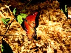 Danaus eresimus montezuma