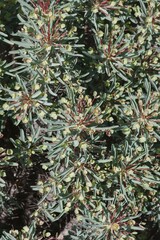 Euphorbia loricata