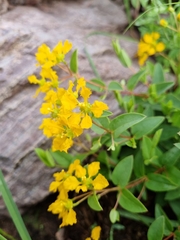 Aspicarpa hirtella