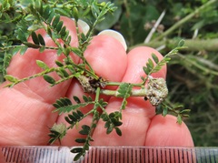 Cephalotelium macowanianum